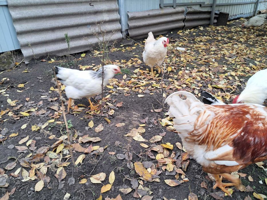 Домашні курочки 4,5 місяці