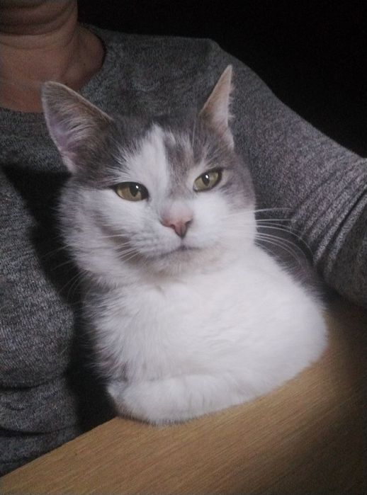 Кіт в добрі руки Кот білий з сірим