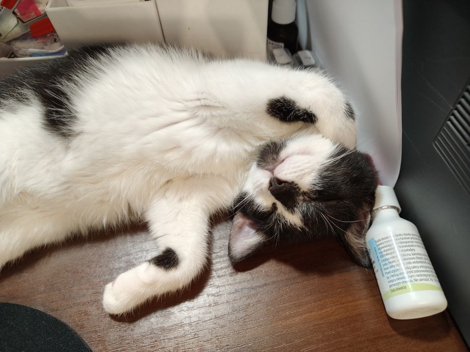 Maja miziak nad miziaki