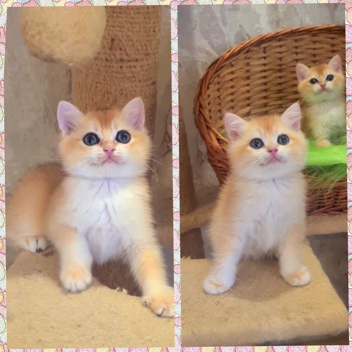 Выбор есть шикарных котят!
