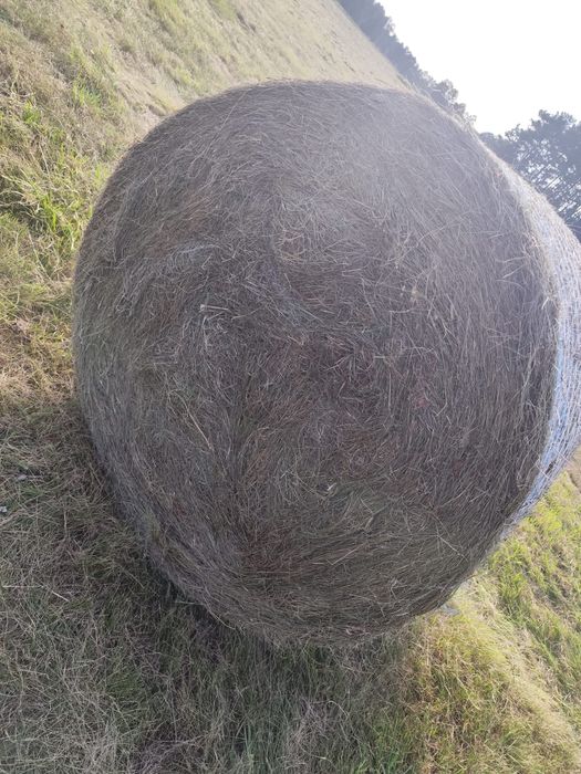 Siano bal 120 cena 100 zł szt