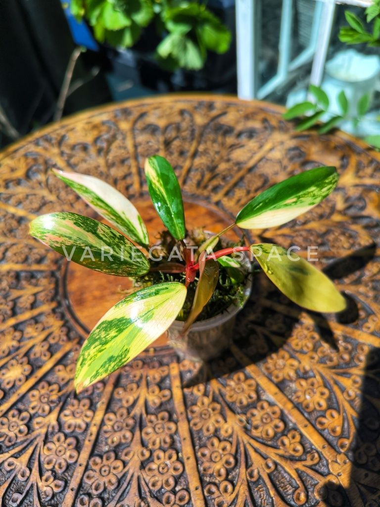 Philodendron Strawberry shake filodendron variegata Tajlandia