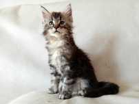 Kocurek Maine Coon srebrzysty