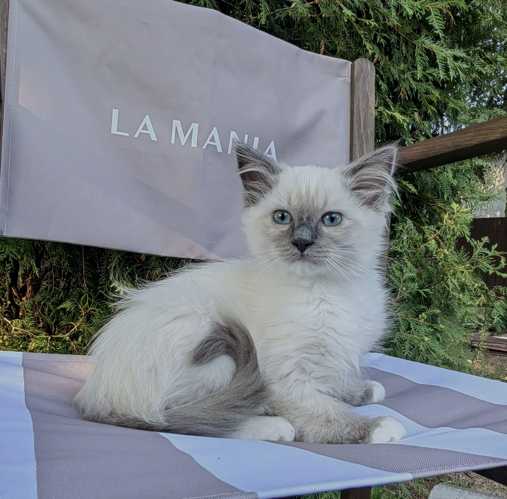 Kotka Ragdoll       .