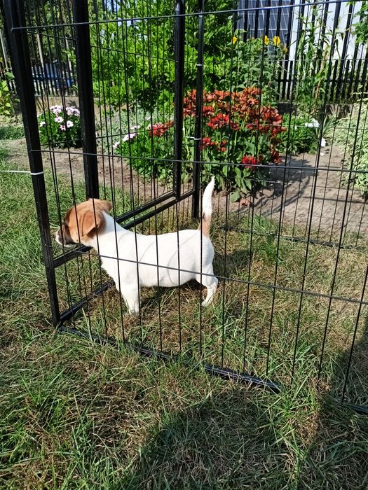 Jack Russell Terrier ZkwP FCI