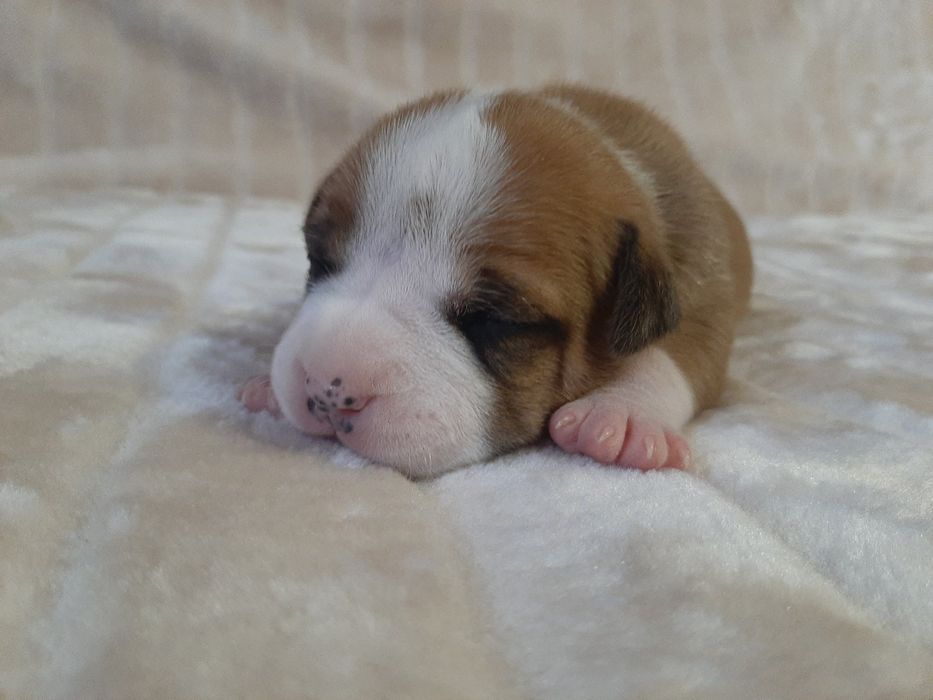 Маленька зірочка ам.стафф.тер'єр