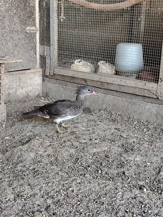 Fêmeas de Pato Mandarim