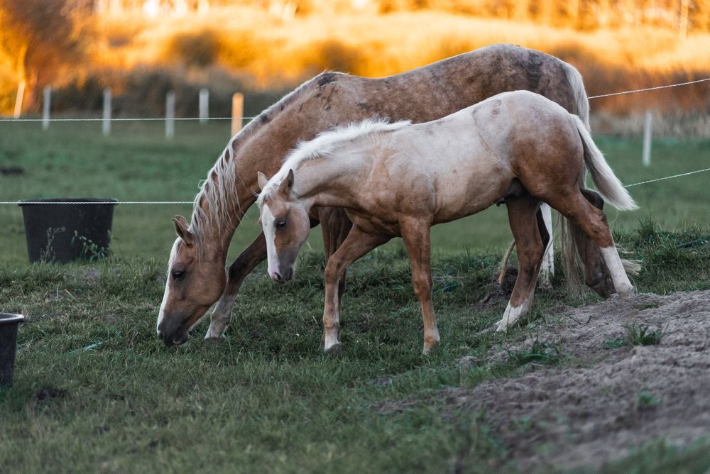 Ogierek AQH najlepsze reining pochodzenie