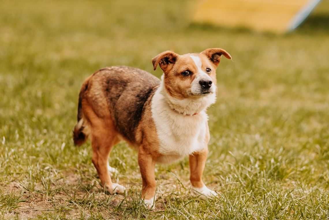 A kuku! Spójrz na mnie, adoptuj mnie, pokochaj mnie...