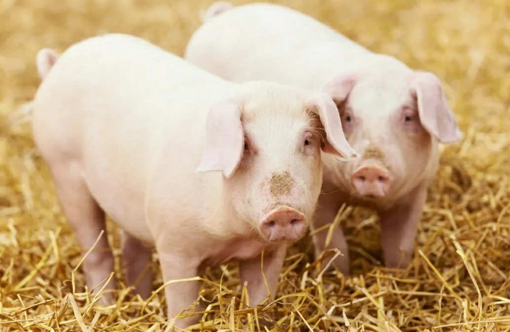 Tucznik sprzedam 120kg