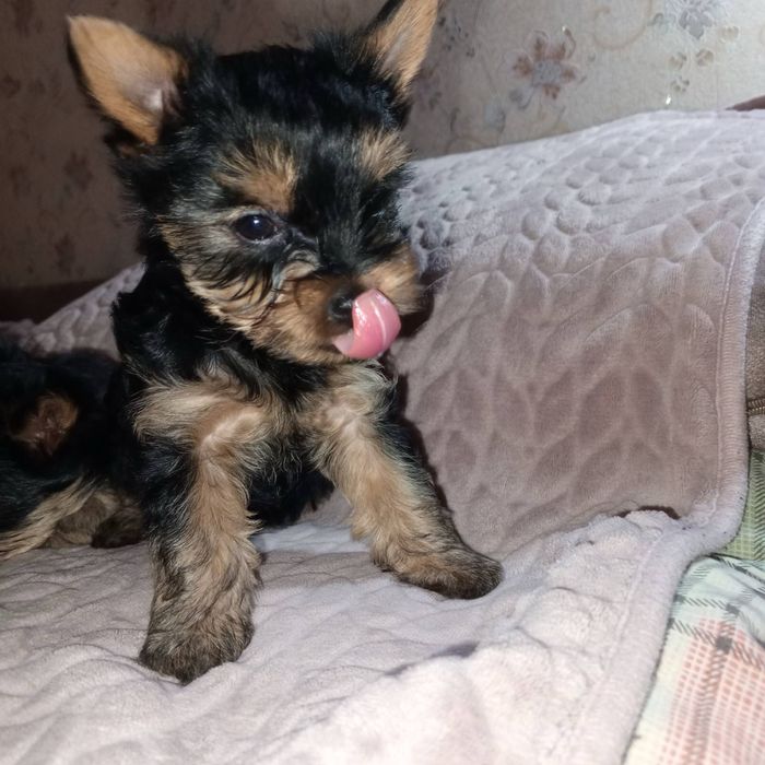 Щенки йоркширського тер'єра, Запоріжжя!