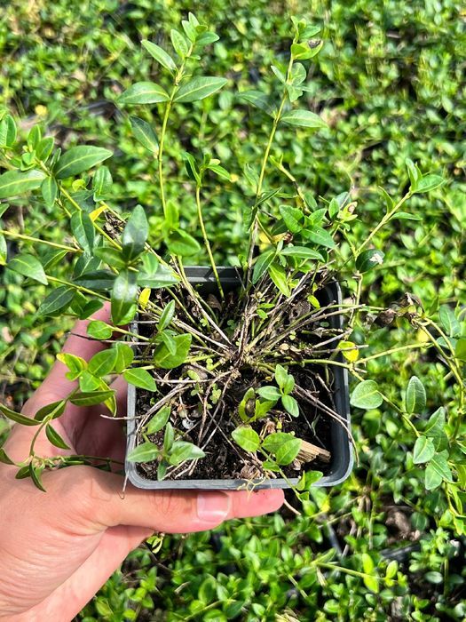 Barwinek pospolity 'Elisa' Miniaturowy Okrywowy (Vinca minor) 0.5L