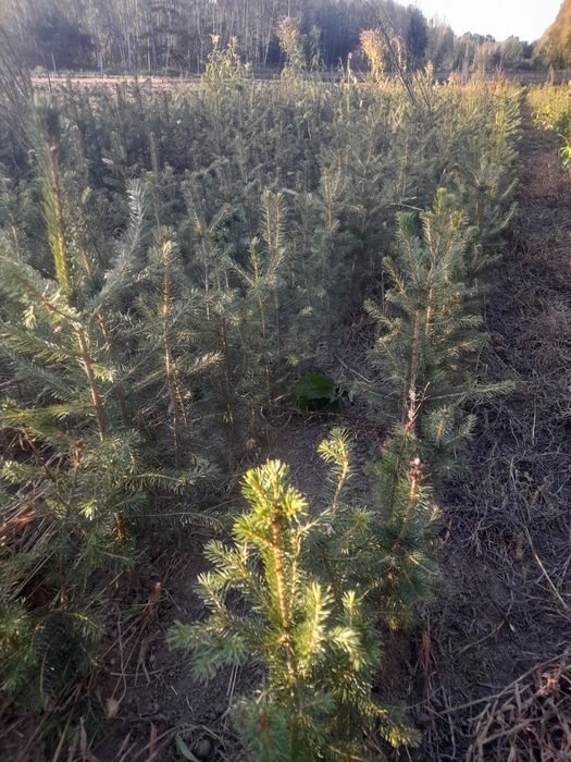 świerk Pospolity 3 letni