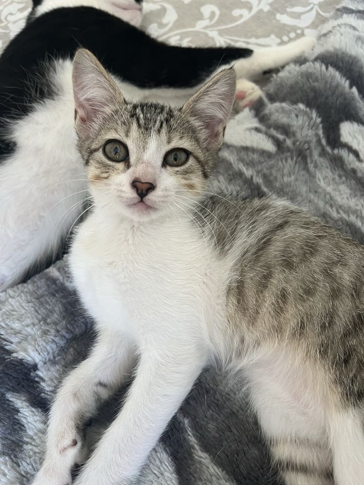 Gatinhos para adoção responsavél