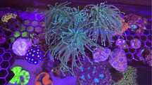Corais para aquario agua salgada lps euphyllias
