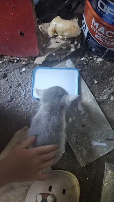 Двоє маленьких гарненьких кошенят шукають родину