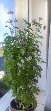 Piękna kwitnąca pelargonia Geranium 60cm w doniczce