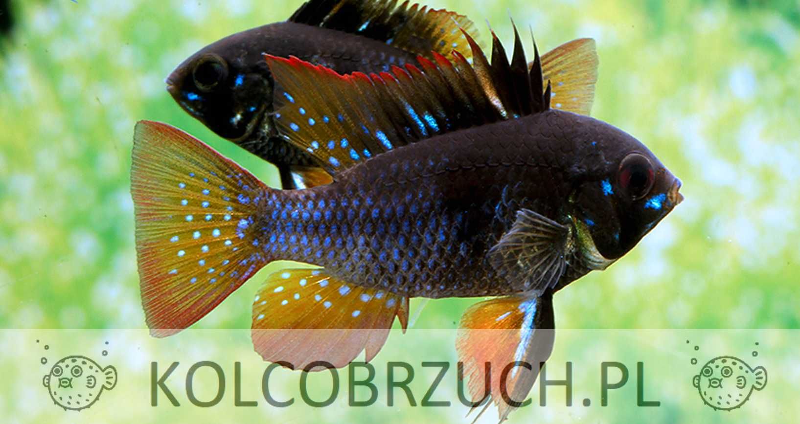 Pielęgniczka Ramireza odmiana CZARNA - Mikrogeophagus ramirezi - dowóz