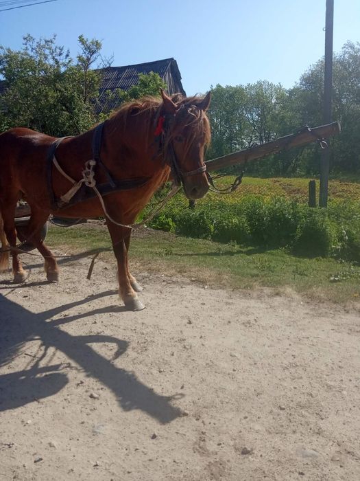 Продається кобила!