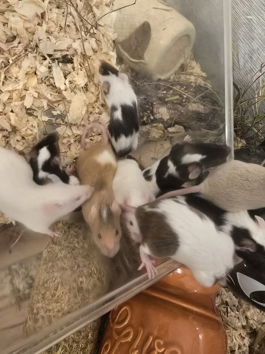 Oddam myszy do dobrego domu