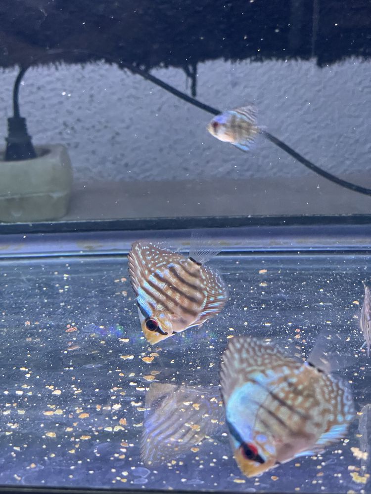 Discus azul cobalt ~4cm