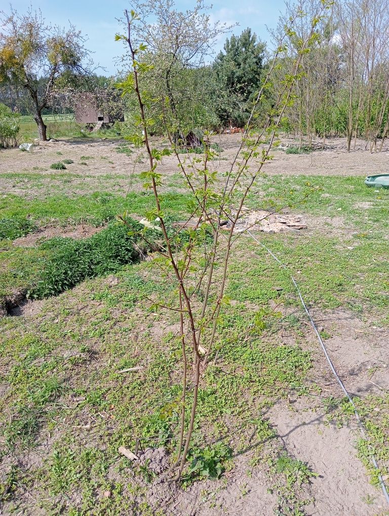 Akacja, robinia akacjowa