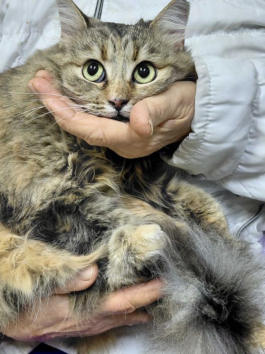 Кішечка Міла шукає родину