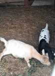 Casal de cabras novas
