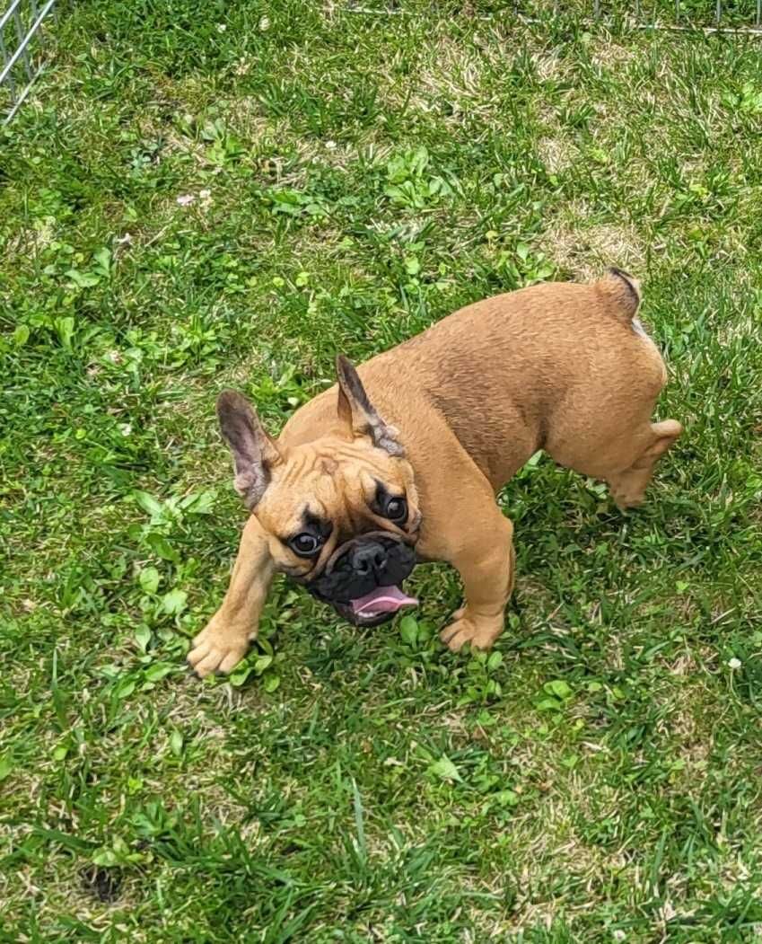Buldog francuski