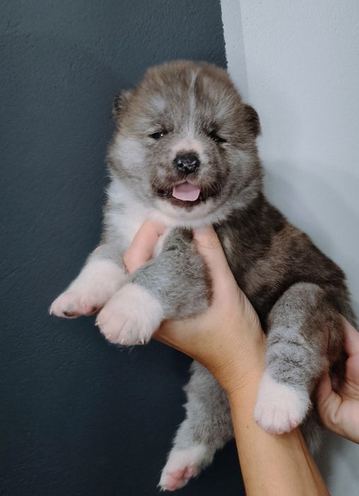 Samiec/miot H Akita Inu ZKwP/FCI