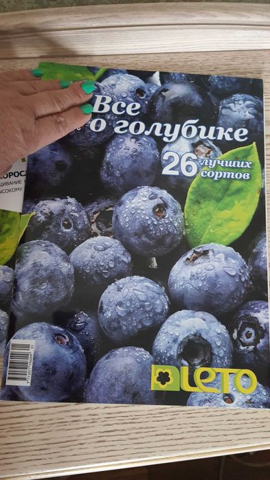 Все о голубике. Лохина, Чорниця високоросла,