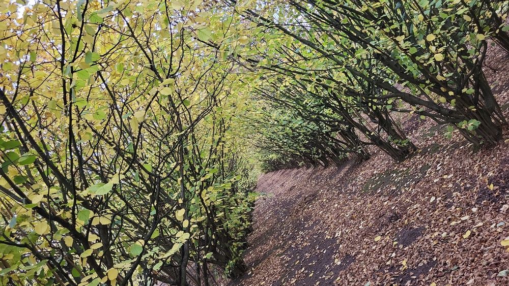 Drewno na pelet, 1 ha sadu , drewno za wycinke