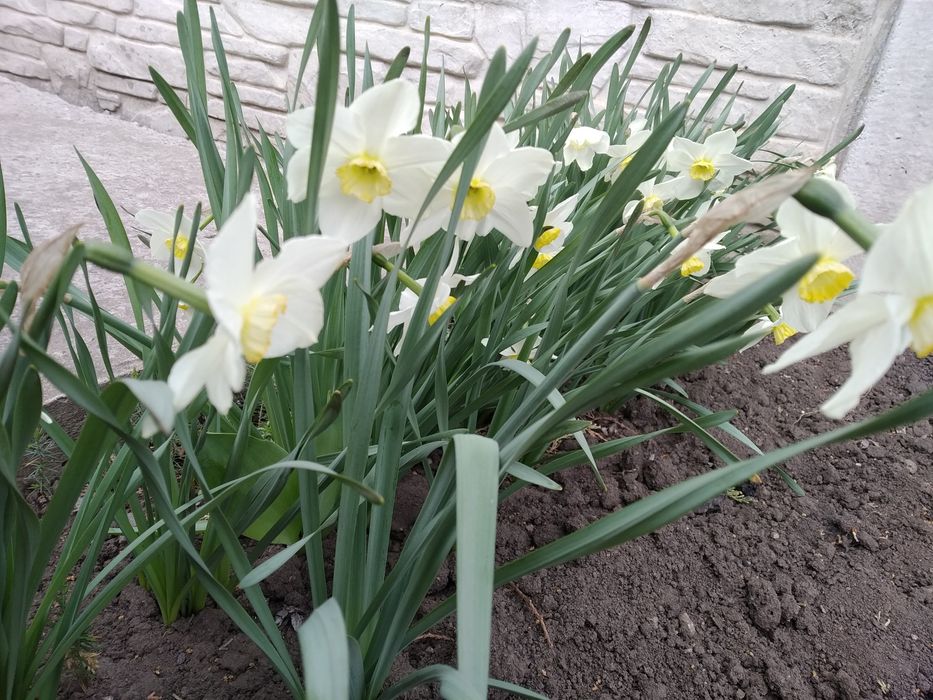цибулини нарцисів / луковицы нарциссов