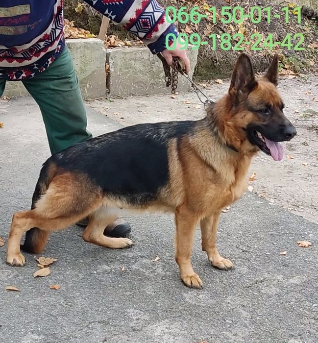 В пошуку кавалера дівчинка німецька вівчарка