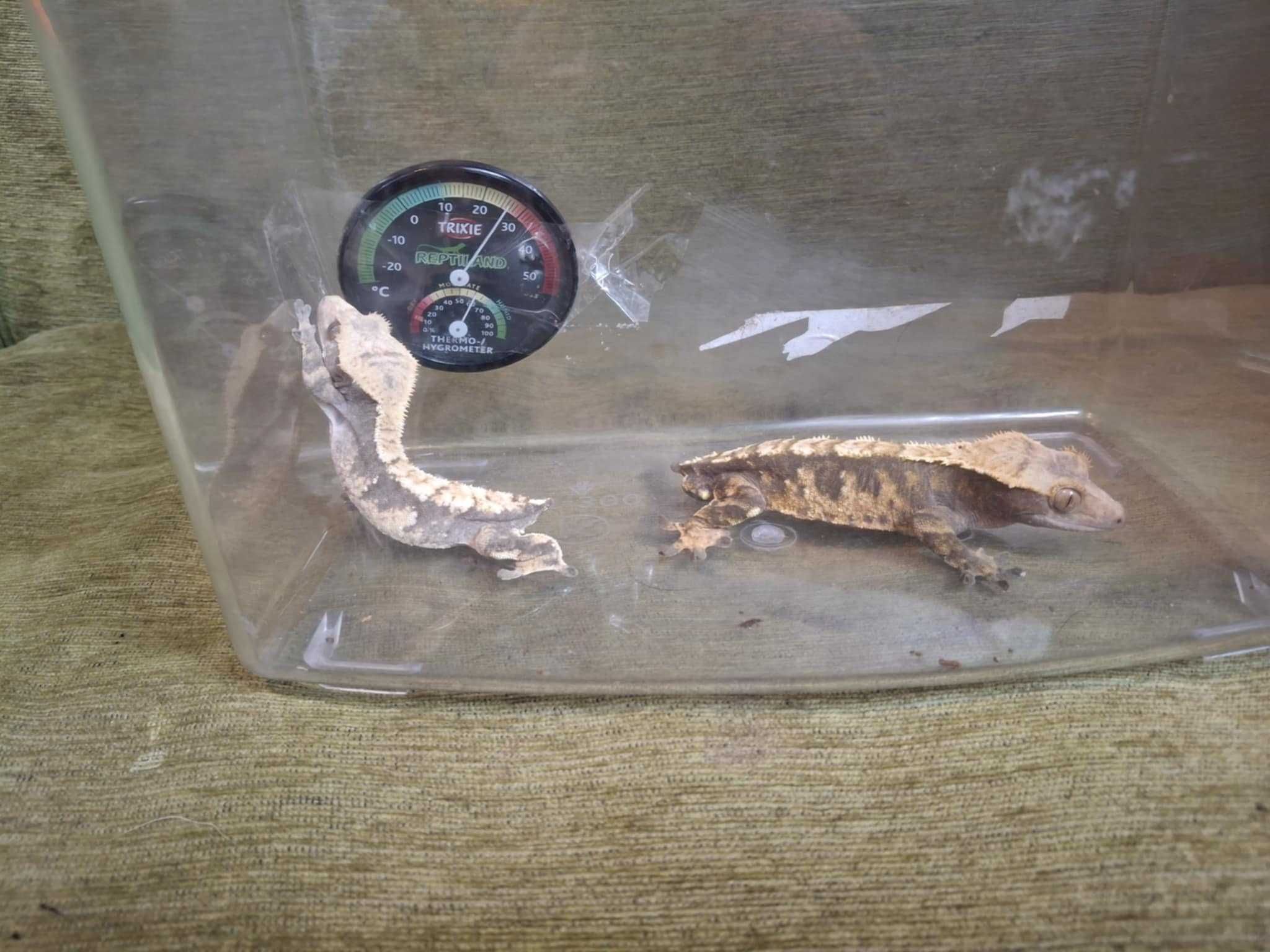 Gekony orzęsione+terrarium z wyposażeniem