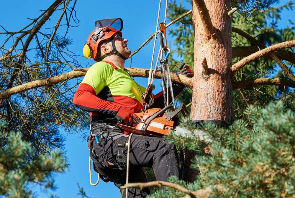 Przycinka drzew wycinka i pielęgnacja drzew arborystyka usługi