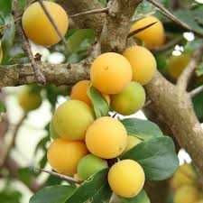 Frutiferas Exoticas