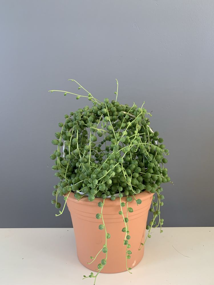 Senecio rowleyanus 10 pędów!