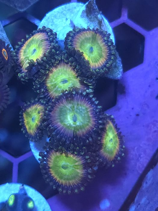 Zoas, corais de água salgada