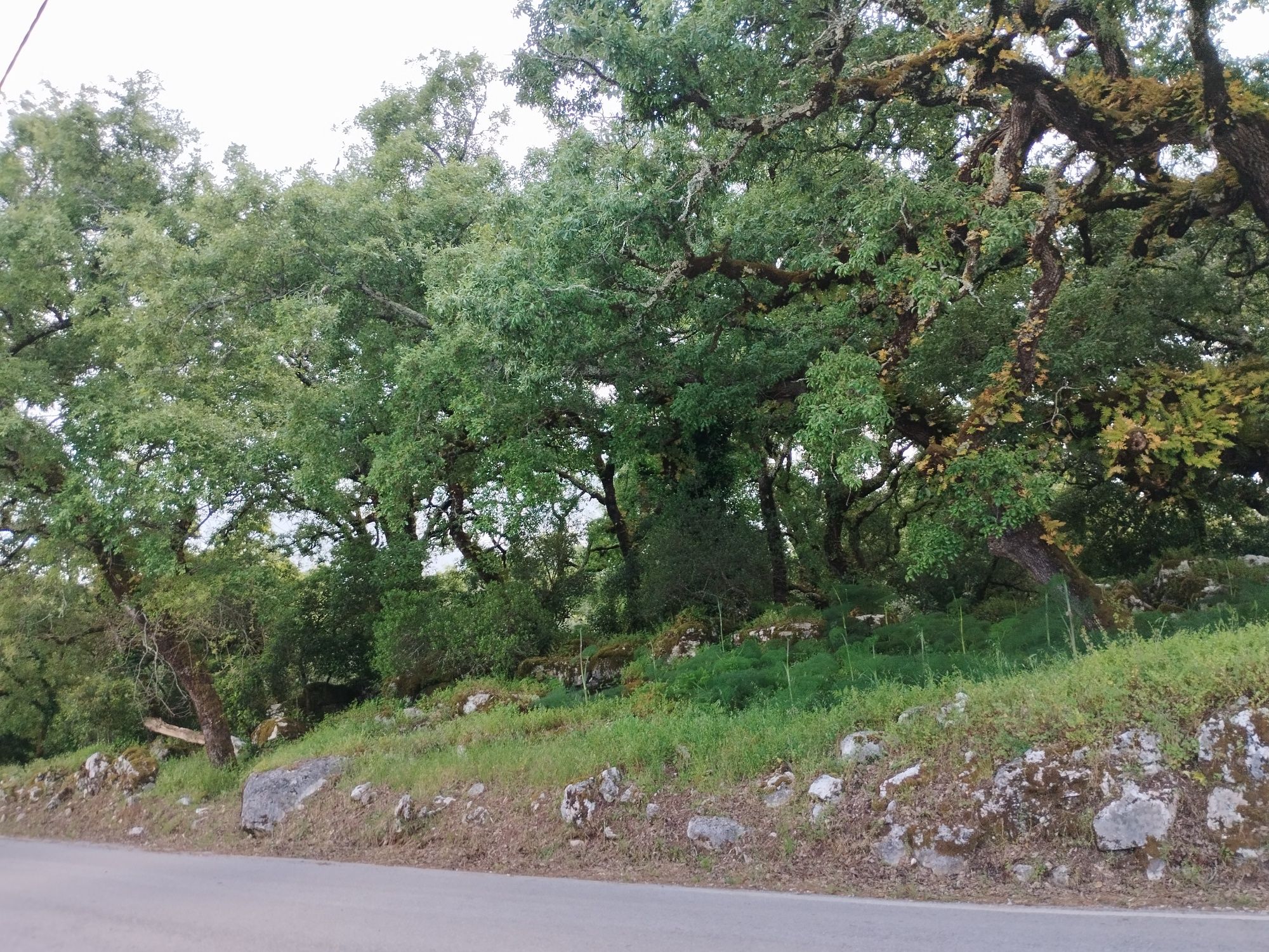 Terreno com carvalhos centenários