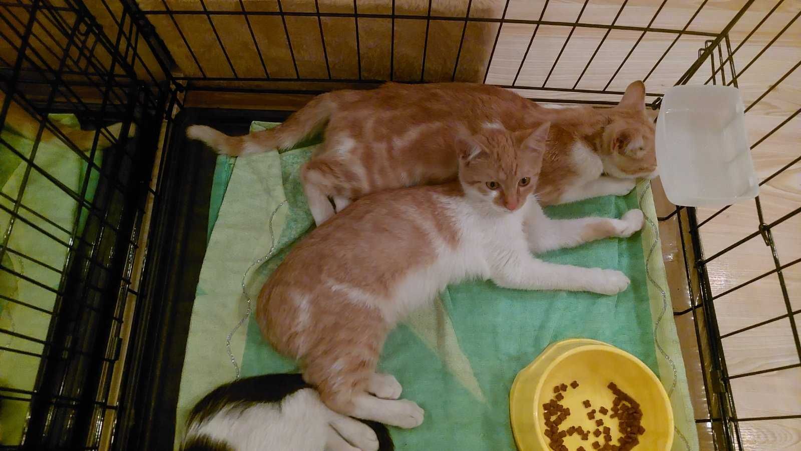 Кошенята в добрі руки, безкоштовно