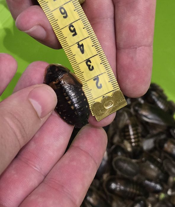 Аргентинський тарган Блаптика