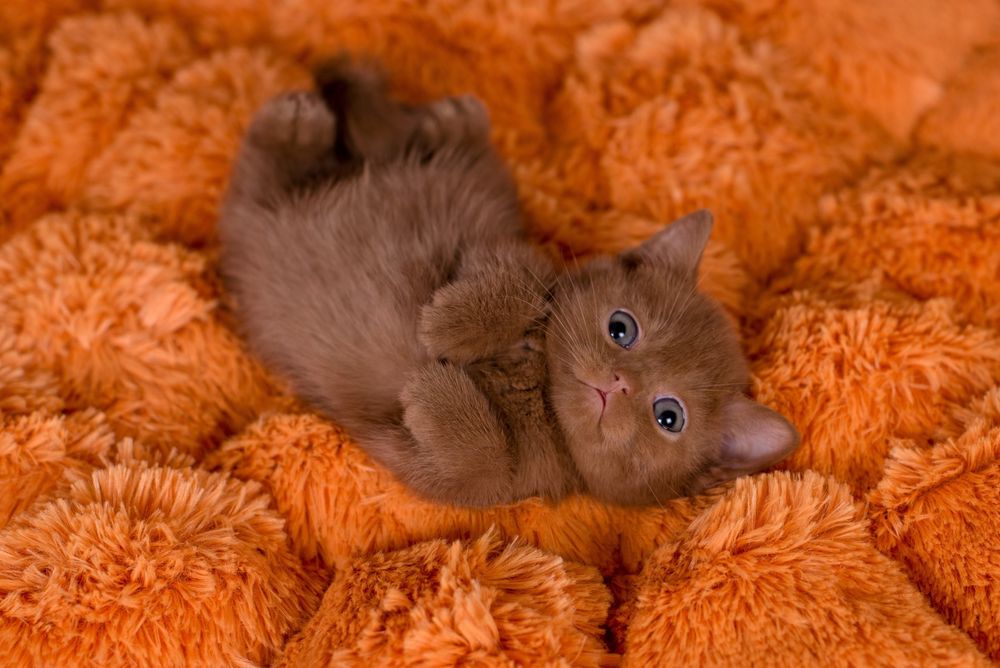 Британські  коти циннамон