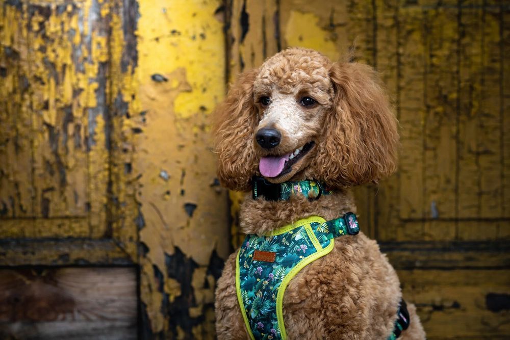 obroża dla małych piesków pinczer szpic bichon s 15 mm zielona nadruk