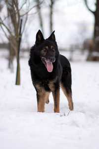 Max pies w typie owczarek niemiecki szuka doświadczonego opiekuma