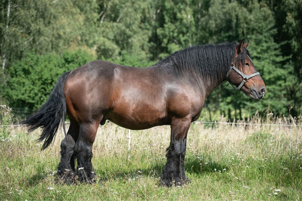 Sprzedam ogiera zimnokrwistego