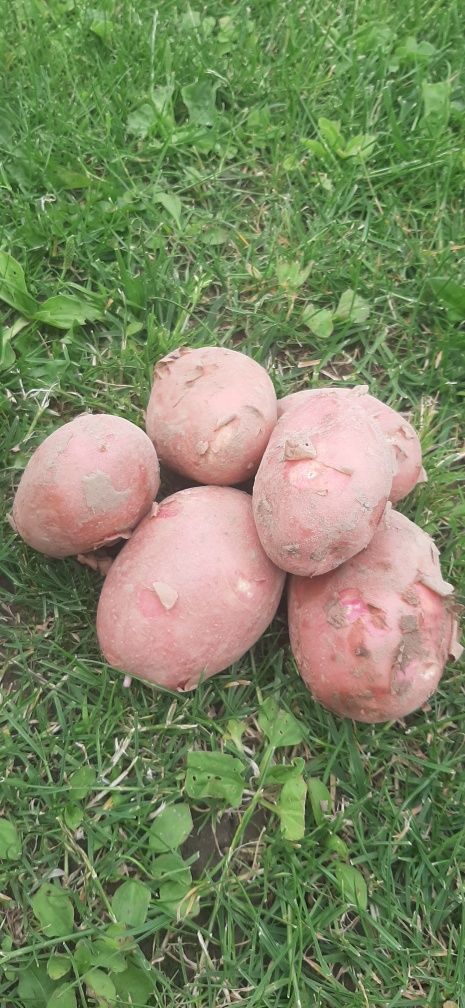 Ziemniaki młode Bella rosa