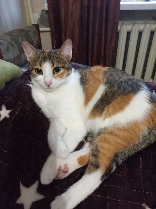 Дівчинка Нюша стерилізована