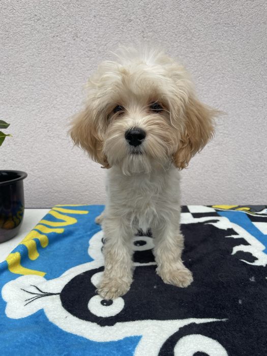 Maltipoo piesek Maltańczyk & Pudel Toy