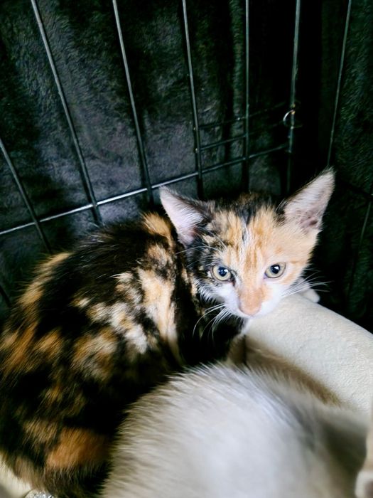 Bebés fêmeas com cerca de 2 meses para adoção responsável